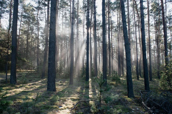 Uzun bir ormanda kış günü. Kar kalıntıları yerde yatar. Sis bulutu yerde ve ağaçların arasında asılı duruyor. Sisi aydınlatan güneş ışığı resim çizgileri oluşturur..