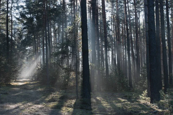 Uzun bir ormanda kış günü. Kar kalıntıları yerde yatar. Sis bulutu yerde ve ağaçların arasında asılı duruyor. Sisi aydınlatan güneş ışığı resim çizgileri oluşturur..