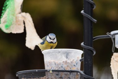 A blue tit in winter at a bird feeder, being fed by a human during the winter season.