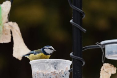 A blue tit in winter at a bird feeder, being fed by a human during the winter season.