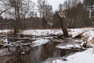 Kışın küçük, kontrolsüz bir nehir. Meadows her iki tarafında bir kar tabakası ile kaplıdır. Nehrin karşısında devrilmiş ağaçlar var..