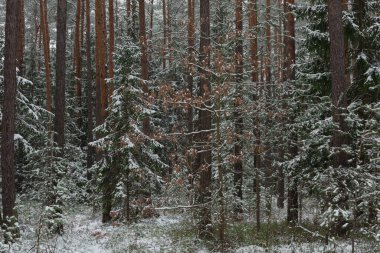 Kış günü yüksek bir çam ormanı. Uzun gövdeler arasında küçük çim yaprakları yetişir. Zemin ve dallar bir kar tabakasıyla kaplıdır..