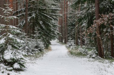 Kış günü yüksek bir çam ormanı. Ağaçların arasında asfaltsız bir orman yolu var. Dallar, ağaçlar, zemin ve yol yüzeyleri kalın bir kar tabakasıyla kaplıdır..