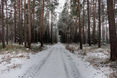 Kış günü yüksek bir çam ormanı. Ağaçların arasında asfaltsız bir orman yolu var. Dallar, ağaçlar, zemin ve yol yüzeyleri kalın bir kar tabakasıyla kaplıdır..