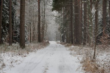 Kış günü yüksek bir çam ormanı. Ağaçların arasında asfaltsız bir orman yolu var. Dallar, ağaçlar, zemin ve yol yüzeyleri kalın bir kar tabakasıyla kaplıdır..