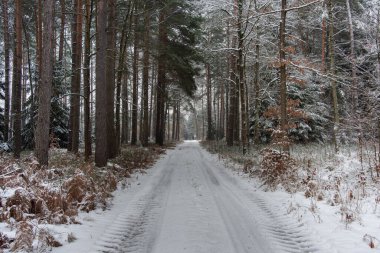 Kış günü yüksek bir çam ormanı. Ağaçların arasında asfaltsız bir orman yolu var. Dallar, ağaçlar, zemin ve yol yüzeyleri kalın bir kar tabakasıyla kaplıdır..