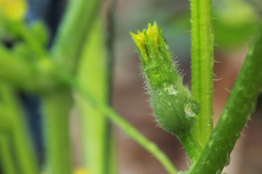 Yeni kadın kavun çiçek