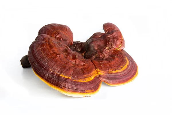 Ganoderma Lucidum isolado sobre fundo branco — Fotografia de Stock