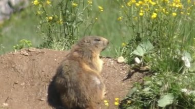 Etrafı sarı kır çiçekleriyle çevrili yerde marmot. orta çekim 