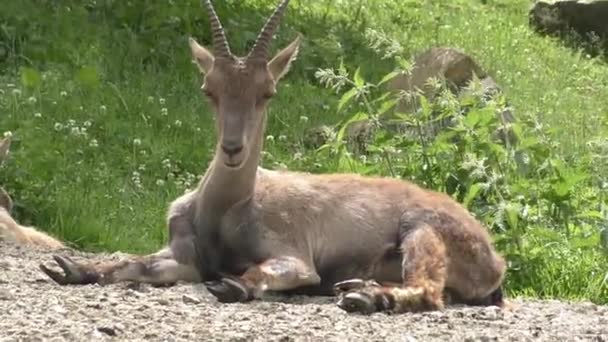 Gündüz Vakti Yerde Dinlenen Bir Ibex Var Kapatın — Stok video
