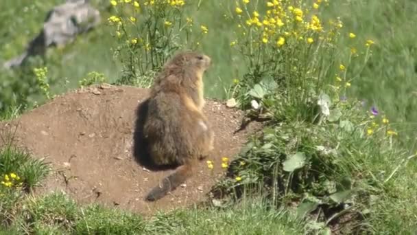 Marmotte Pelucheuse Reposant Pré Avec Des Fleurs Sauvages Jaunes Plan — Video