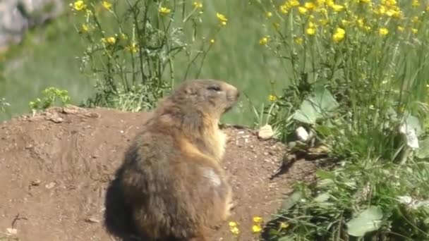 Marmot Grond Omringd Met Gele Wilde Bloemen Middelmatig Schot — Stockvideo