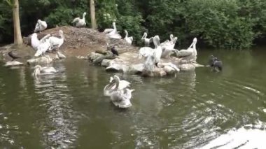 Hollanda, Rotterdam 'daki Blijdorp Hayvanat Bahçesinde Dalmaçyalı Pelikanlar. Pelecanus Crispus. geniş çekim
