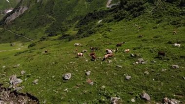 Avusturya 'nın Kaprun kentindeki yeşil çayırda otlayan sığır sürüsünün hava görüntüsü. 
