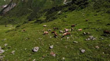 Avusturya 'nın Kaprun kasabasındaki Stausee Wasserlboden' ın yakınındaki çayırda sığır yiyen çim sürüsü. hava durumu