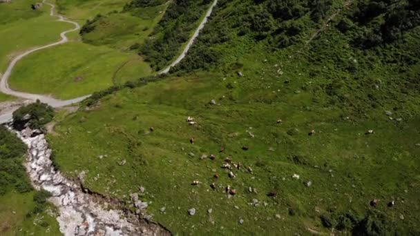 Bird Eye View Cattles Feeding Grass Green Valley Austrian Town — стокове відео