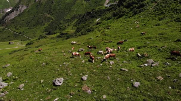 牛の群れ近くの牧草地で草を食べますカプランのオーストリアの町でStausee Wasserfalboden — ストック動画