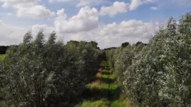 Ridderkerk 'teki Nehir kenarındaki Ağaç Hattı Yolu. Hava Yayası Yukarı