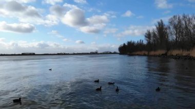 Gün batımında bulutlu bir hava ile sakin bir nehirde yüzen ördek sürüsü. - Havadan çekim.