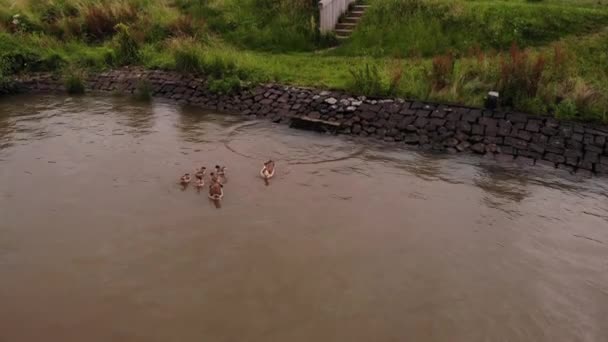 Letecký Pohled Rodinu Kachen Plovoucí Pryč Vedle Břehu Řeky Uzamčeno — Stock video