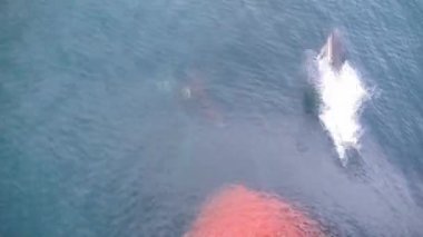 Vigo limanındaki kargo operasyonlarının zamanlaması.