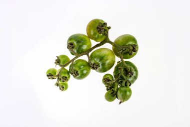 Beyaz arkaplanda izole edilmiş yeşil kiraz domatesleri 
