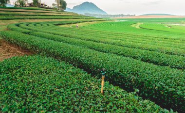 Çay plantasyon ve dağ