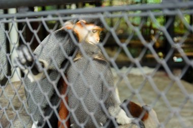 Uyku maymun Hayvanat Bahçesi
