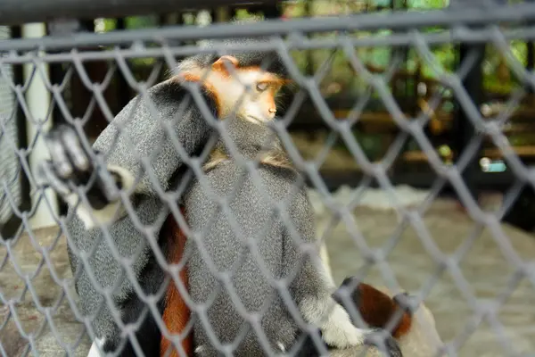 Uyku maymun Hayvanat Bahçesi