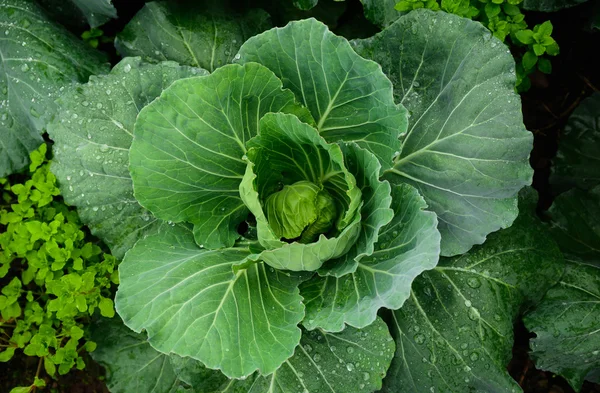 Taze cabbage_01