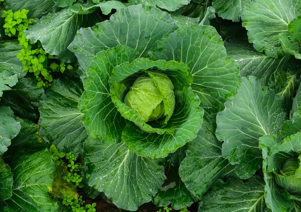 Taze cabbage_03