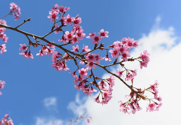 Şube ile küçük çiçekler