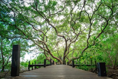 Mangrov orman içinde dev ağaç