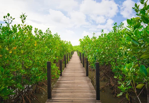 Puinen silta Mangrove Gardenissa — kuvapankkivalokuva