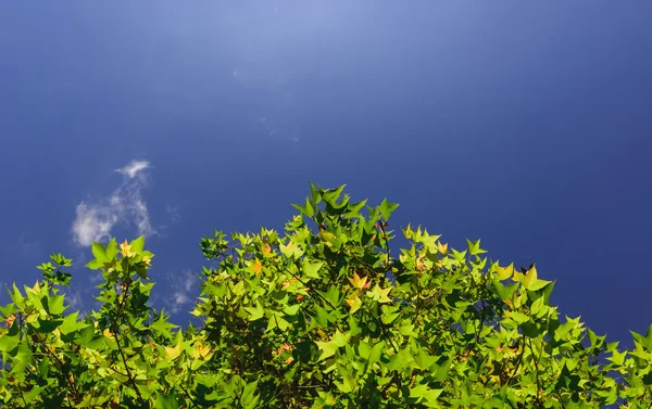 Yaprak ve gökyüzü