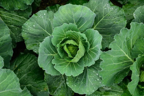 Taze cabbage_02