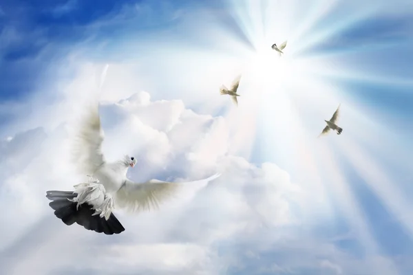 Doves soaring in solar beams — Stock Photo, Image