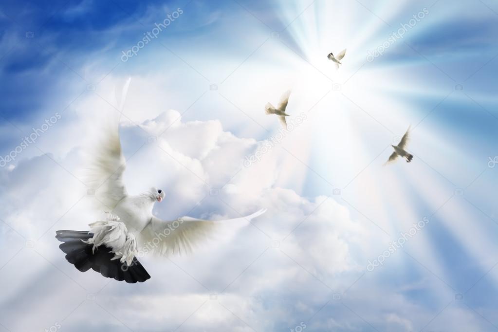 Doves soaring in solar beams