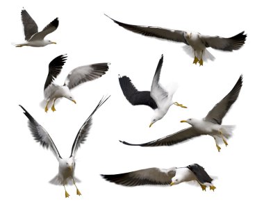 Set of seagulls clipart