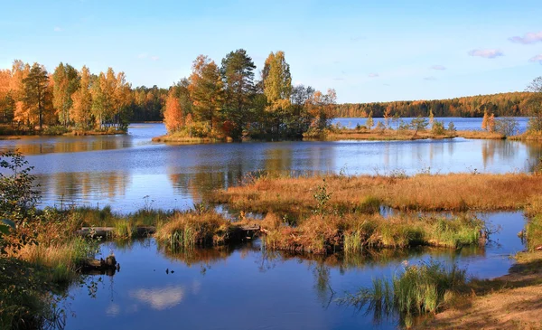 Automne doré Image En Vente