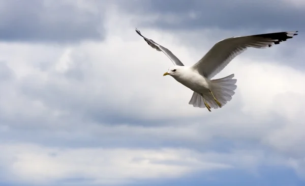 Mouette planant dans le ciel Images De Stock Libres De Droits