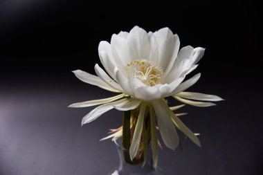 saussurea obvallata / brahma kamal çiçek ya da beyaz lotus, It's anavatanı Himalayalar ve Uttarakhand, Hindistan, izole
