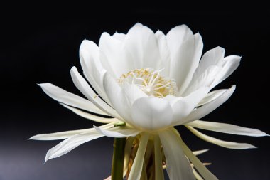 saussurea obvallata / brahma kamal çiçek ya da beyaz lotus, It's anavatanı Himalayalar ve Uttarakhand, Hindistan, izole