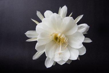 saussurea obvallata / brahma kamal çiçek ya da beyaz lotus, It's anavatanı Himalayalar ve Uttarakhand, Hindistan, izole