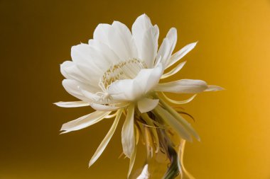 saussurea obvallata / brahma kamal çiçek ya da beyaz lotus, It's anavatanı Himalayalar ve Uttarakhand, Hindistan, izole