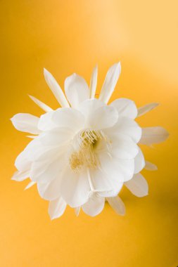 saussurea obvallata / brahma kamal çiçek ya da beyaz lotus, It's anavatanı Himalayalar ve Uttarakhand, Hindistan, izole