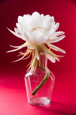 saussurea obvallata / brahma kamal flower or white lotus, It is native to the Himalayas and Uttarakhand, India, isolated clipart