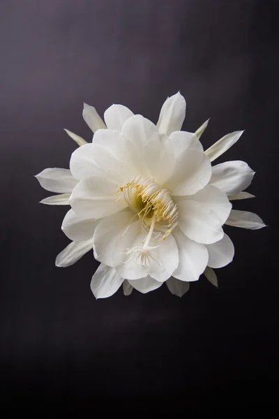 Saussurea obvallata / brahma kamal flower or white lotus, es originaria de los Himalayas y Uttarakhand, India, aislada —  Fotos de Stock