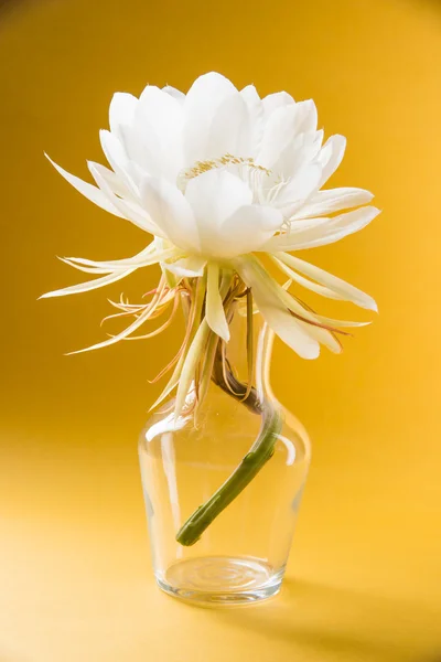 Saussurea obvallata / brahma-Kovács virág vagy fehér lótusz, a Himalája és a Uttarakhand, India, izolált natív — Stock Fotó