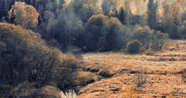 Sonbahar orman ve solmuş çimen